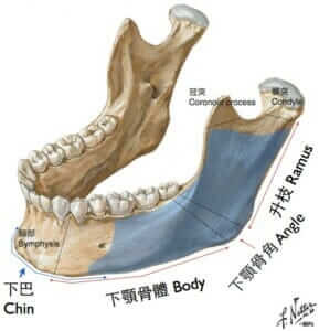 下顎骨-下顎骨角-削骨