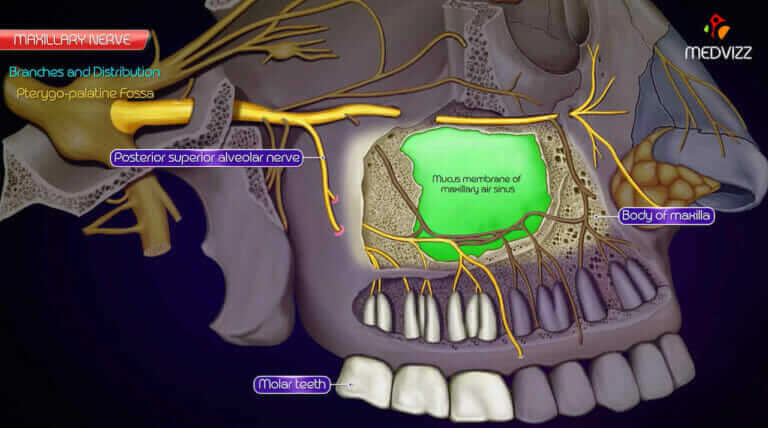 後上齒槽神經-上顎神經-神經阻斷